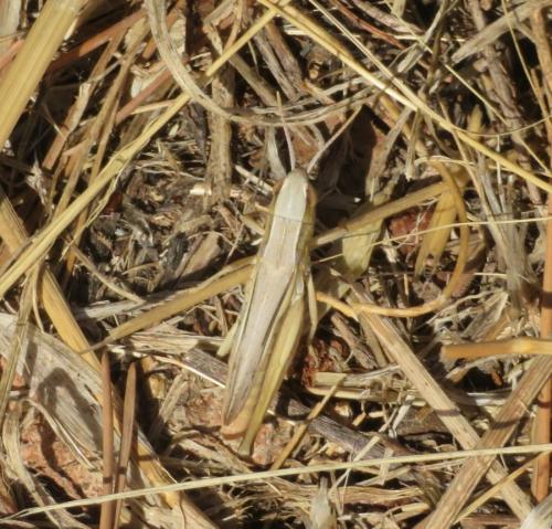 Réf. 296 641 : Euchorthippus elegantulus